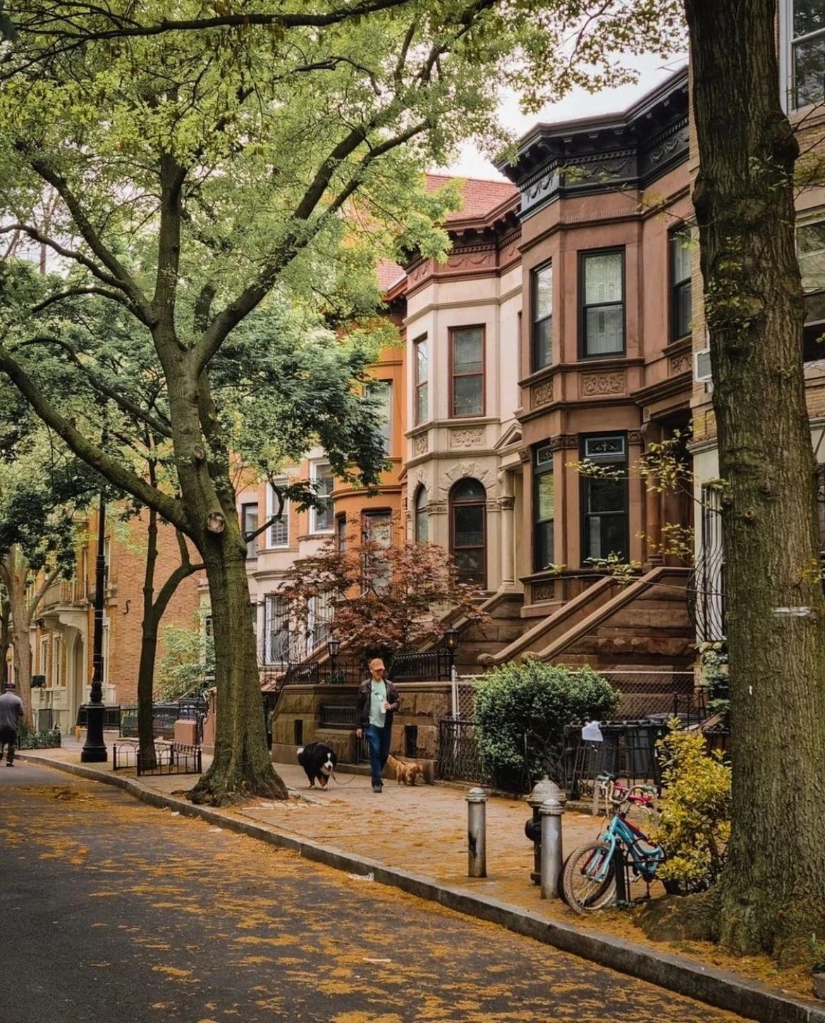 A tree-lined street with brownstone stoops, bicycles and a person walking dogs.